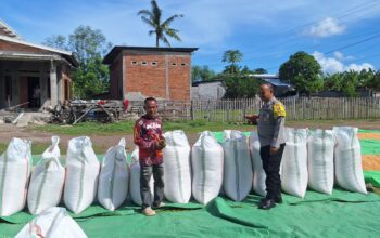 Bhabinkamtibmas Polsek Kempo Pantau Penjemuran Jagung Warga, Dukung Distribusi ke Bulog