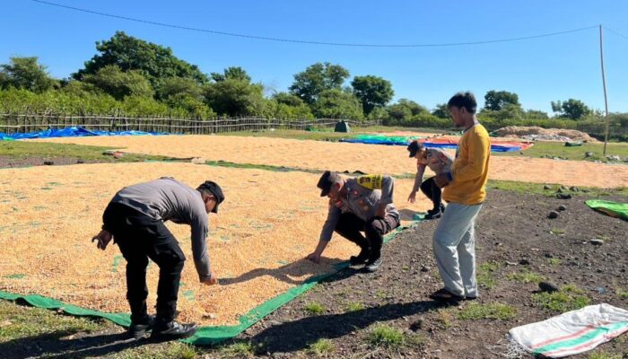 Sukseskan Swasembada Pangan, Bhabinkamtibmas Polsek Tambora Bantu dan Cek Warganya Yang Jemur Jagung