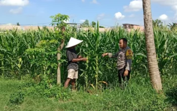 Bhabinkamtibmas Polsek Labuapi Dampingi Petani Jagung Dusun Jogot
