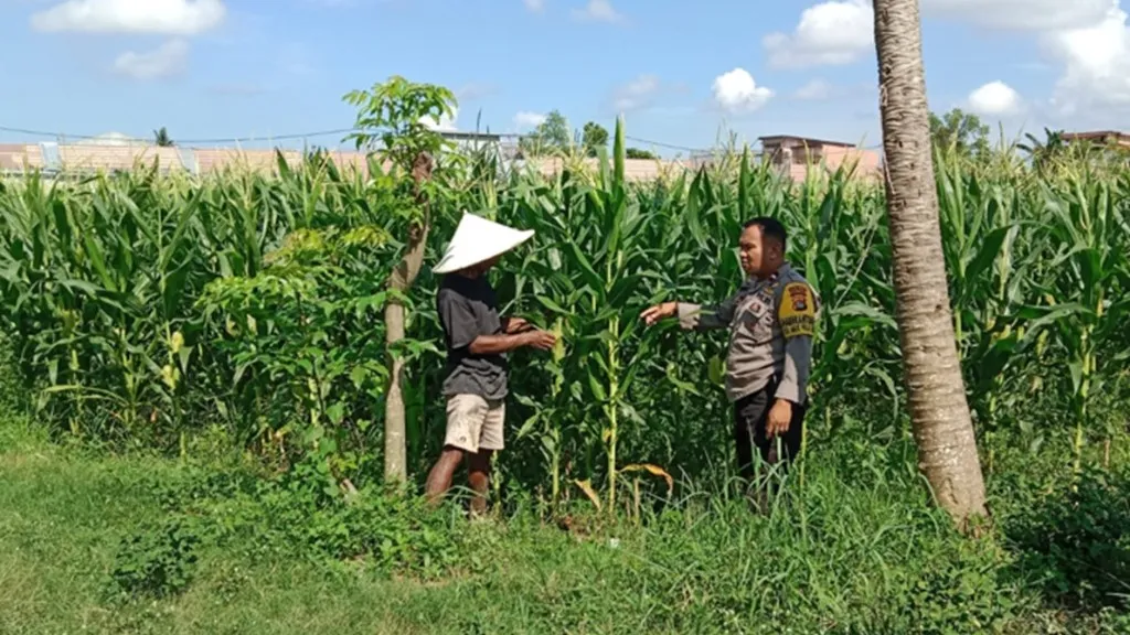 Bhabinkamtibmas Polsek Labuapi Dampingi Petani Jagung Dusun Jogot