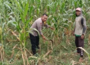 Polres Lombok Barat Motivasi Petani Jagung di Dusun Jogot