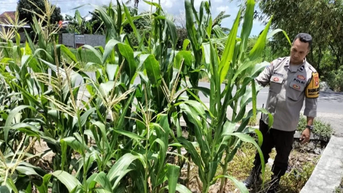 Aksi Nyata Bhabinkamtibmas Labuapi Dampingi Petani Jagung