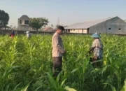 Polsek Labuapi Dorong Petani Kuranji Dalang Capai Swasembada Pangan