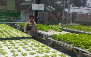 Lahan Sempit Jadi Cuan, Warga Desa Bengkel Sulap Pekarangan Jadi Kebun Hidroponik Produktif