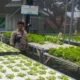 Lahan Sempit Jadi Cuan, Warga Desa Bengkel Sulap Pekarangan Jadi Kebun Hidroponik Produktif
