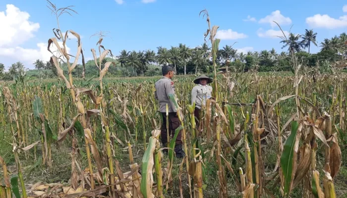 Polres Lombok Barat Dampingi Petani Jagung Desa Tempos