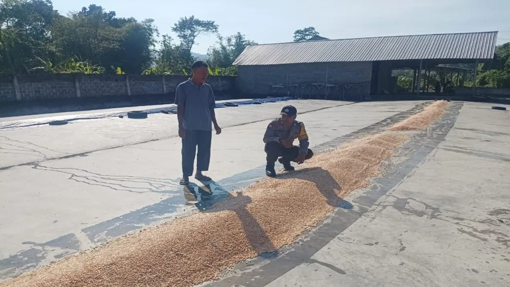 Ketahanan Pangan, Polsek Gerung, Polres Lombok Barat, Desa Dasan Tapen, Petani Jagung, Pasca Panen, Bhabinkamtibmas