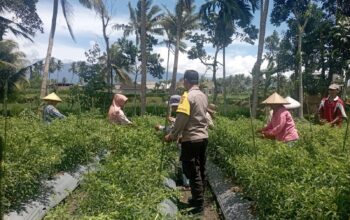 Bhabinkamtibmas Desa Kesik Cek Lahan Ketahanan Pangan di Dusun Munsok, Dukung Program Pemerintah