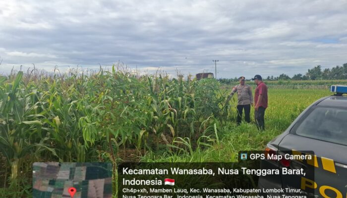 Kapolsek Wanasaba Tinjau Lahan Jagung, Dorong Ketahanan Pangan di Lombok Timur