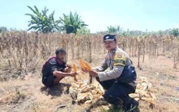 Bhabinkamtibmas Desa Kwang Rundun Monitoring Panen Jagung Warga di Tabuan
