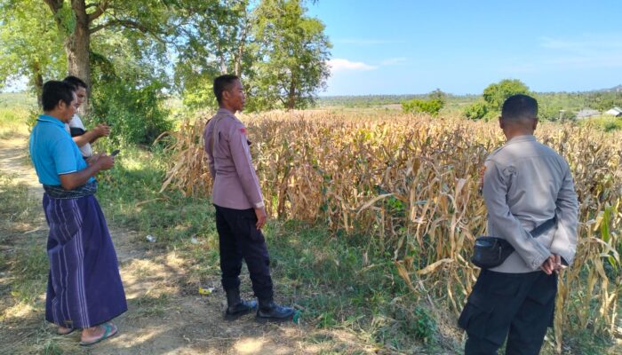 Polres Lombok Tengah Dukung Ketahanan Pangan, Bhabinkamtibmas Terjun Langsung Cek Lahan Jagung Warga