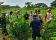 Perkuat Ketahanan Pangan, Bhabinkamtibmas Batulayar Ajak Warga Manfaatkan Lahan Kosong