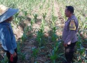 Komitmen Polri Perkuat Ketahanan Pangan, Bhabinkamtibmas Turun Langsung Dampingi Petani di Labuapi
