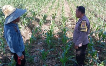 Komitmen Polri Perkuat Ketahanan Pangan, Bhabinkamtibmas Turun Langsung Dampingi Petani di Labuapi