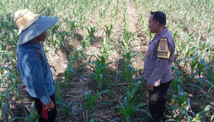 Komitmen Polri Perkuat Ketahanan Pangan, Bhabinkamtibmas Turun Langsung Dampingi Petani di Labuapi