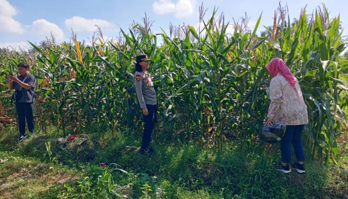 Kapolsek Selong Cek Lokasi Panen Jagung, Dorong Persiapan Panen Raya di Lombok Timur