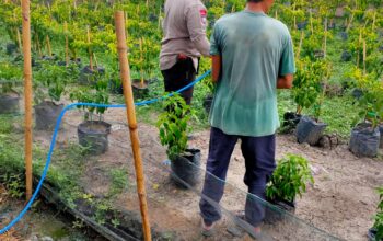 Bhabinkamtibmas Desa Sukaraja Ajak Warga Manfaatkan Pekarangan untuk Tanam Cabai dan Apotek Hidup