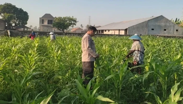 Sinergi Bhabinkamtibmas dan Petani Kuranji Dalang: Strategi Lokal Wujudkan Swasembada Pangan