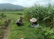 Sinergi Polri dan Petani, Bhabinkamtibmas Desa Babussalam Kawal Ketahanan Pangan di Dusun Bangket Bawak