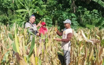 Akselerasi Swasembada Pangan, Bhabinkamtibmas Desa Sandik Pacu Produktivitas Petani Jagung