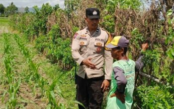 Bhabinkamtibmas Desa Labuapi Turun ke Sawah, Ubah Lahan Kosong Jadi Lumbung Pangan Mandiri