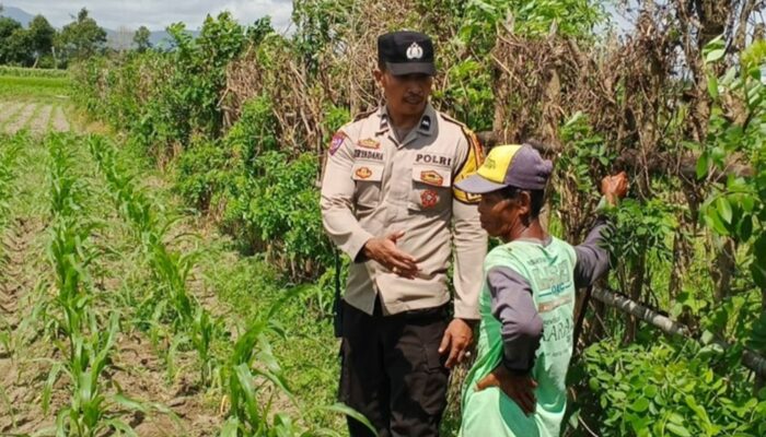 Bhabinkamtibmas Desa Labuapi Turun ke Sawah, Ubah Lahan Kosong Jadi Lumbung Pangan Mandiri