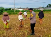 Komitmen Kuat Polres Lombok Barat: Dampingi Petani dari Tanam hingga Panen Guna Wujudkan Kedaulatan Pangan
