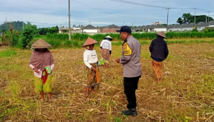 Komitmen Kuat Polres Lombok Barat: Dampingi Petani dari Tanam hingga Panen Guna Wujudkan Kedaulatan Pangan
