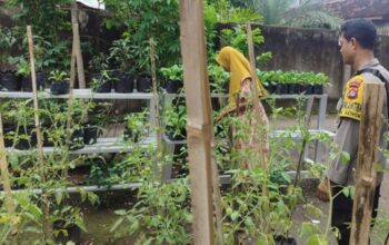 Lahan Sempit Bukan Halangan, Warga Labuapi Berhasil Wujudkan Ketahanan Pangan Mandiri Lewat Media Polibag