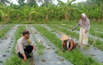 Optimalkan Lahan Sempit, Bhabinkamtibmas Dasan Geres Dorong Ketahanan Pangan Mandiri Lewat Media Polibag