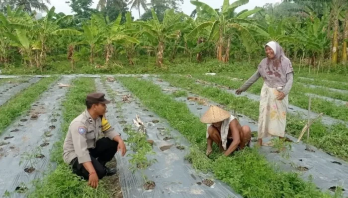Optimalkan Lahan Sempit, Bhabinkamtibmas Dasan Geres Dorong Ketahanan Pangan Mandiri Lewat Media Polibag