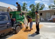 Sinergi Polri dan Petani Sekotong, Akselerasi Ketahanan Pangan Melalui Optimalisasi Panen Jagung di Desa Batu Putih