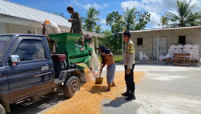 Sinergi Polri dan Petani Sekotong, Akselerasi Ketahanan Pangan Melalui Optimalisasi Panen Jagung di Desa Batu Putih