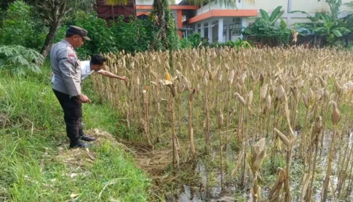 Strategi Ketahanan Pangan, Bhabinkamtibmas Kebon Ayu Dorong Warga Manfaatkan Lahan Pekarangan