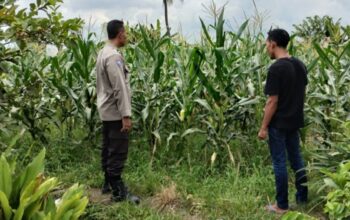 Lahan Kosong Jadi Sumber Uang, Strategi Jitu Bhabinkamtibmas Labuapi Perkuat Ketahanan Pangan Masyarakat