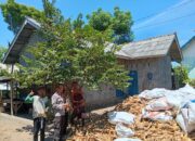 Polisi Turun ke Ladang, Panen Jagung di Jerowaru Dipantau Langsung