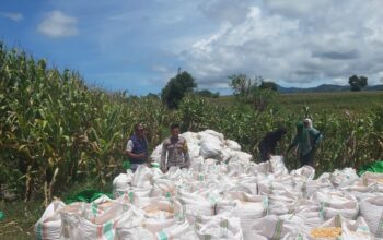 Bhabinkamtibmas Aktif Dampingi Petani, Ketahanan Pangan Jadi Prioritas