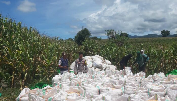 Bhabinkamtibmas Aktif Dampingi Petani, Ketahanan Pangan Jadi Prioritas