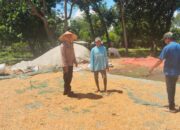 POLSEK WOJA LAKUKAN PEMANTAUAN PANEN JAGUNG, DUKUNG KETAHANAN PANGAN NASIONAL MENUJU INDONESIA EMAS 2045