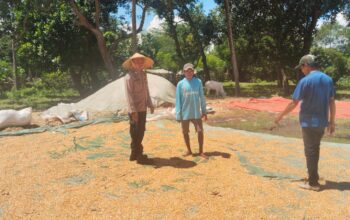 POLSEK WOJA LAKUKAN PEMANTAUAN PANEN JAGUNG, DUKUNG KETAHANAN PANGAN NASIONAL MENUJU INDONESIA EMAS 2045