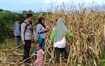 Pantau Panen Jagung Warga, Bhabinkamtibmas Desa Hu’u Dukung Ketahanan Pangan Nasional