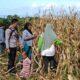 Pantau Panen Jagung Warga, Bhabinkamtibmas Desa Hu’u Dukung Ketahanan Pangan Nasional