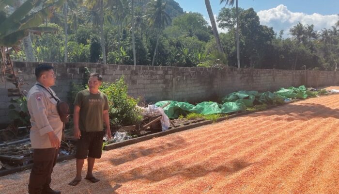 POLRES DOMPU DORONG KETAHANAN PANGAN, BHABINKAMTIBMAS PANTAU PANEN JAGUNG WARGA DI PEKAT
