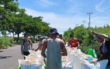 Bhabinkamtibmas Dampingi Pengisian Jagung ke Dalam Karung Hasil Panen Warga