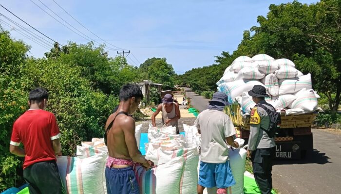 BHABINKAMTIBMAS POLSEK HU’U PANTAU PANEN JAGUNG WARGA, DUKUNG KETAHANAN PANGAN NASIONAL