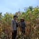 Bhabinkamtibmas Polsek Pekat Pantau Lahan Jagung Warga, Dukung Ketahanan Pangan Nasional