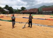 Bhabinkamtibmas Polsek Dompu Lakukan Pemantauan Jagung Warga Dukung Ketahanan Pangan Nasional