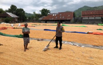 Bhabinkamtibmas Polsek Dompu Lakukan Pemantauan Jagung Warga Dukung Ketahanan Pangan Nasional