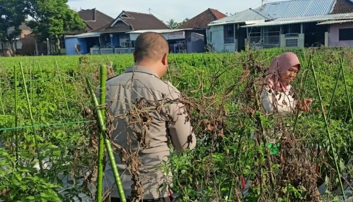 Bhabinkamtibmas Masbagik Utara Sambangi Petani, Ajak Warga Jaga Ketahanan Pangan dan Kamtibmas