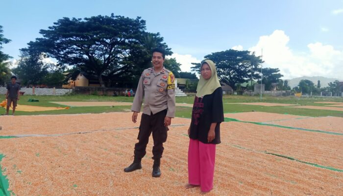 Bhabinkamtibmas Polsek Hu’u Pantau Penjemuran Jagung Warga, Dukung Ketahanan Pangan Nasional